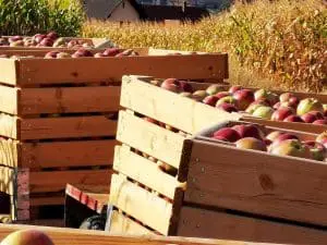 Pomme petite Bio Alsace en sachet de 2 kg