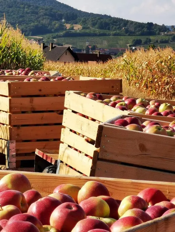 Pomme petite Bio Alsace en sachet de 2 kg