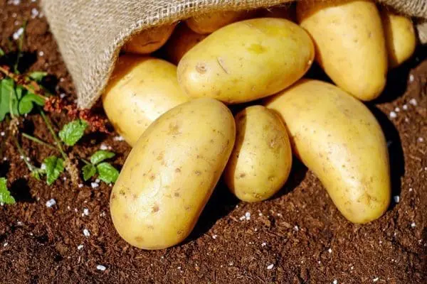 Pomme de terre Grenaille Bio Alsace 980 à 1000g