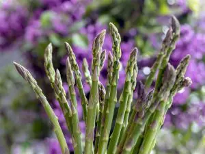 Asperge Verte Bio Alsace 500g