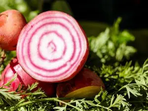 Betterave Choggia France 970 à 1000g