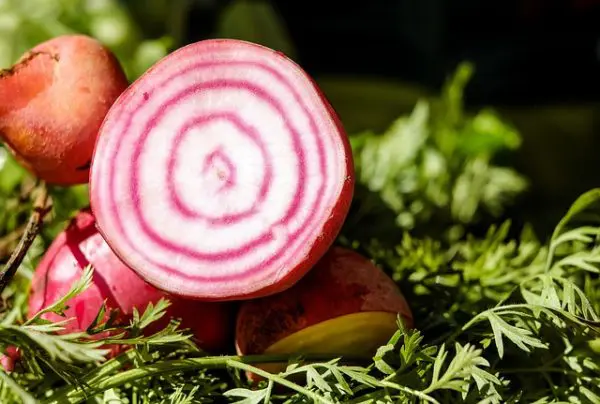 Betterave Choggia France 970 à 1000g