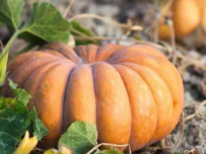 Plant de Courge Bio pot 11cm Musquée de Provence