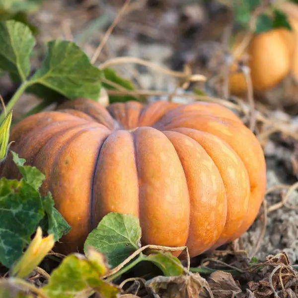 Plant de Courge Bio pot 11cm Musquée de Provence