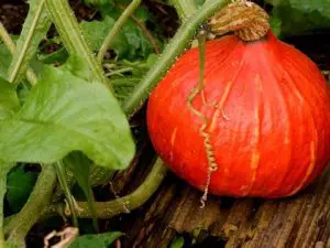 Plant de Courge Bio pot 11cm Potimarron