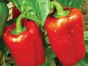 Poivron Rouge Bio, France 480 à 500g