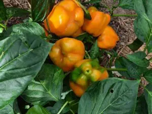 Poivron Jaune Bio, France 480 à 500g