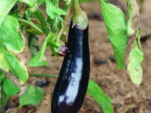 Plant Bio pot 11cm Aubergine
