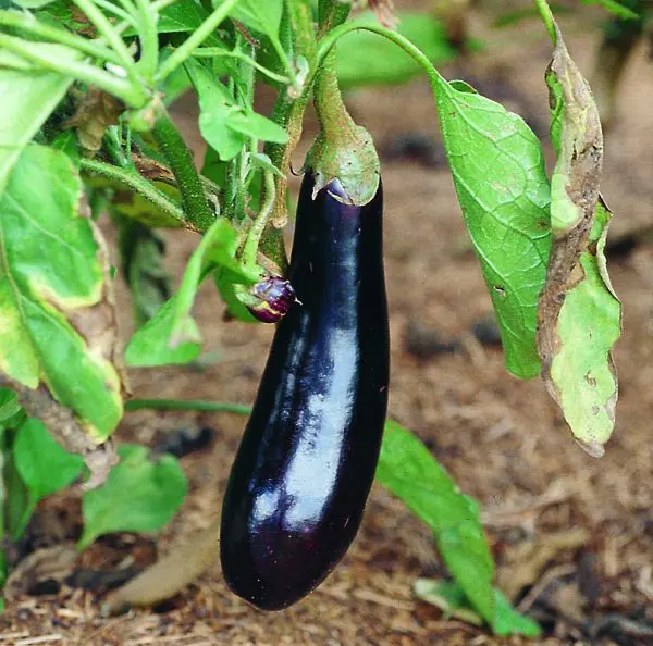 Plant Bio pot 11cm Aubergine