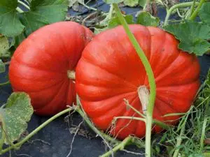 Plant de Courge Bio pot 11cm Vif d'Étampe