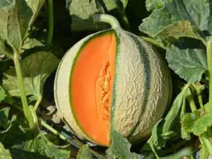 Plant de Courge Bio pot 11cm Melon Charentais