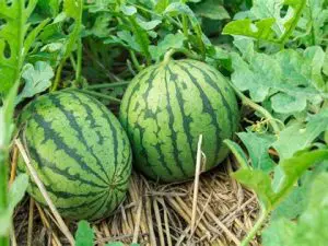 Plant de Courge Bio pot 11cm Pastèque