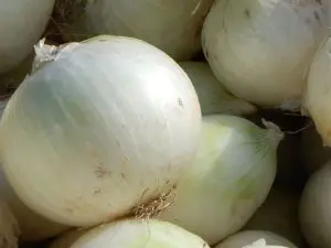 Oignon blanc Bio nouveau Alsace 980 à 1000g