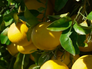 Pomelos Italie Bio, 980 à 1000g