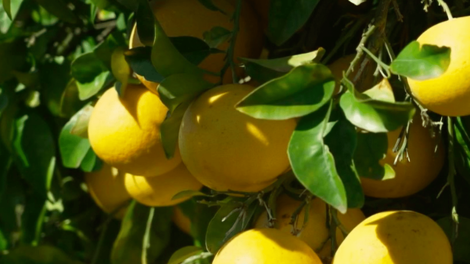 Pomelos Italie Bio, 980 à 1000g