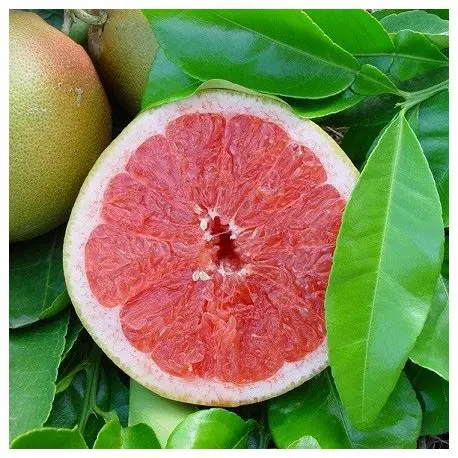 Pomelos Italie Bio, 980 à 1000g – Image 2