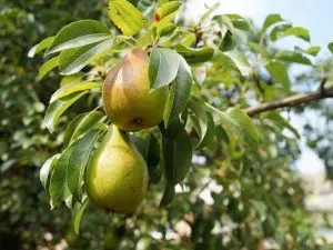 Poire Guyot Bio, Provence  980 à 1000 g