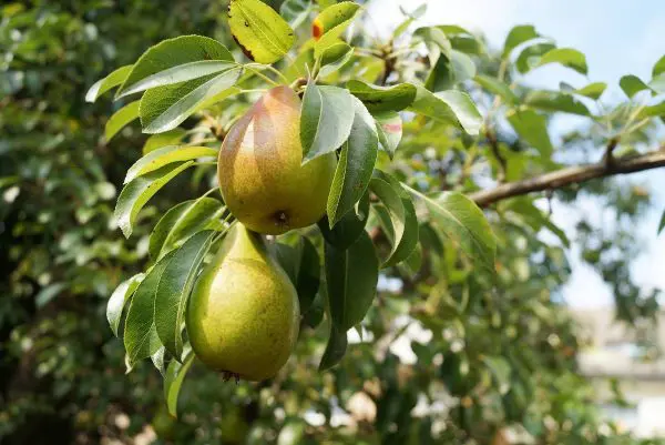 Poire Guyot Bio, Provence  980 à 1000 g
