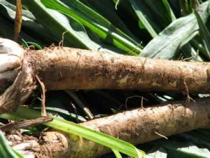 Salsifis Demeter Alsace 450 à 500g