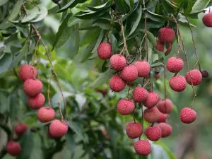Litchi Bio Madagascar 500g