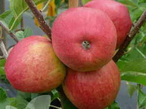 Pomme Pinova Bio France 980 à 1000g