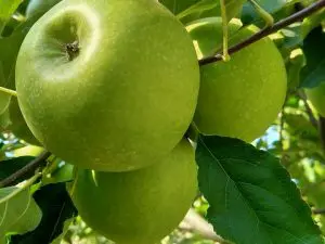 Pomme Granny Smith Bio Alsace 980 à 1000g