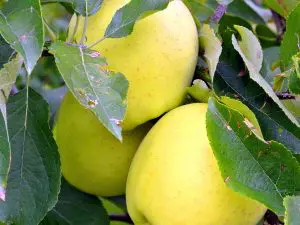 Pomme Chantecler  France 970 à 1000g