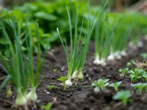 Cébette bio France la botte