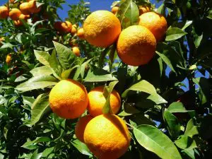 Orange Bio, Espagne 970 à 1000g