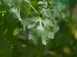 Les Aromates en pot, Coriandre Bio