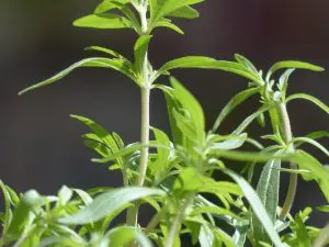 Les Aromates en pot, Sarriette Bio