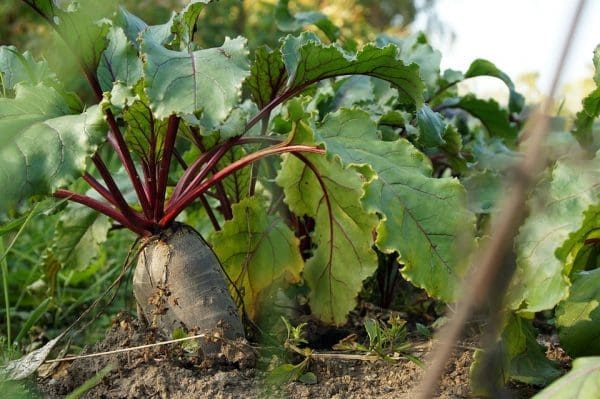 Betterave rouge Demeter Alsace 970 à 1000g