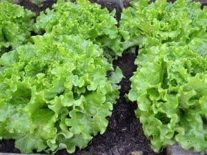 green salad, lettuce, batavia-1533956.jpg
