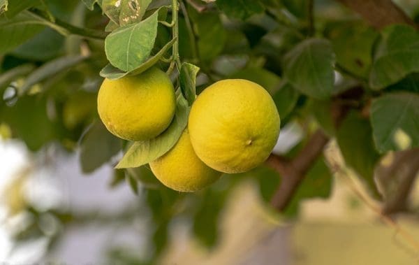 Citron Bio Italie, 430 à 450g
