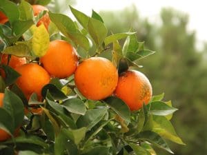 orange, orange tree, tangerine-5831072.jpg
