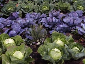 savoy, cabbage, herb-2552303.jpg