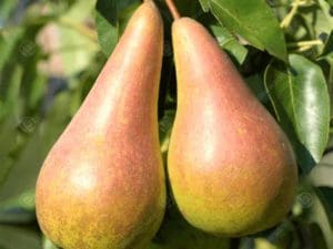 Poire Concorde Bio Alsace 980 à 1000 g