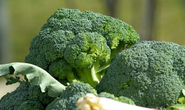 Brocoli, Bio Breizh 650 à 680g