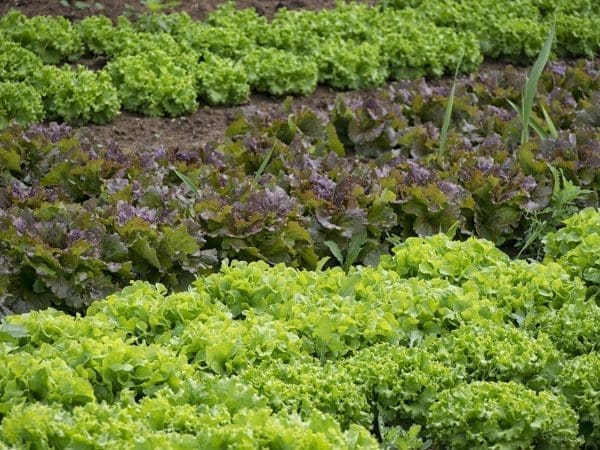 vegetables, gardener, vegetable garden-861363.jpg