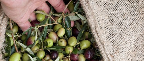 Olives vertes et noires Bio 340 g