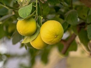 Citron Biohortus Demeter 350 à 450 g Italie