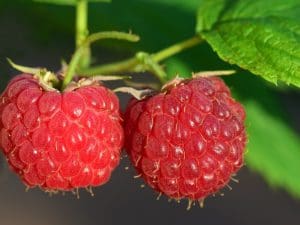 raspberries, red, fruit-3454504.jpg