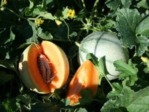 Melon Charentais Bio la pièce entre 850 et 900 g