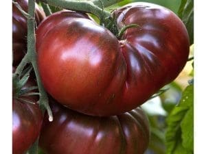Tomate Noire de Crimée Bio, France 980 à 1000 g