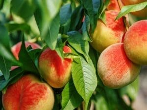 Pêche blanche Bio, France 980 à 1000g