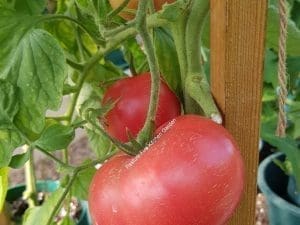 Tomate Rose de Bern Bio, Alsace 980 à 1000 g