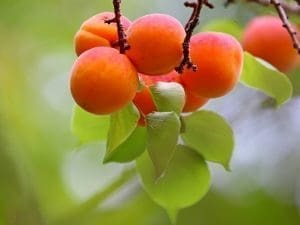 apricot, fruit, tree-6474717.jpg