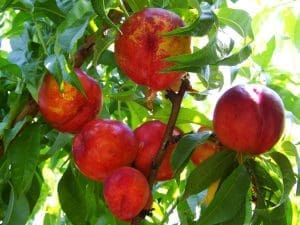 Nectarine blanche Bio, France 980 à 1000g