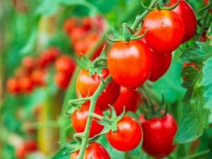 Tomate cerise en grappe Bio Italie 500 g