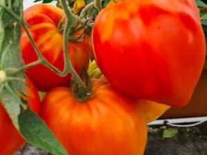 Tomate Cœur de Bœuf  Bio France 980 à 1000 g,